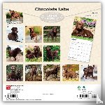 BrownTrout - Chocolate Labrador Retrievers | 2027 12 x 24 Inch (Hanging) Monthly Square Wall Calendar | Plastic-Free | BrownTrout | Animals Dog Breeds