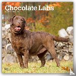 BrownTrout - Chocolate Labrador Retrievers | 2027 12 x 24 Inch (Hanging) Monthly Square Wall Calendar | Plastic-Free | BrownTrout | Animals Dog Breeds
