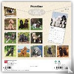 BrownTrout - Poodles | 2027 12 x 24 Inch (Hanging) Monthly Square Wall Calendar | Plastic-Free | BrownTrout | Animals Dog Breeds