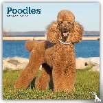 BrownTrout - Poodles | 2027 12 x 24 Inch (Hanging) Monthly Square Wall Calendar | Plastic-Free | BrownTrout | Animals Dog Breeds