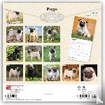 Browntrout - Pugs 2027 12 X 24 Inch (Hanging) Monthly Square Wall Calendar Plastic-Free