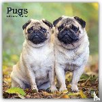 Browntrout - Pugs 2027 12 X 24 Inch (Hanging) Monthly Square Wall Calendar Plastic-Free