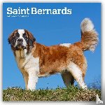 BrownTrout - Saint Bernards | 2027 12 x 24 Inch (Hanging) Monthly Square Wall Calendar | Plastic-Free | BrownTrout | Animals Dog Breeds