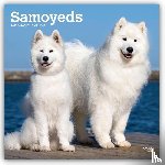 BrownTrout - Samoyeds | 2027 12 x 24 Inch (Hanging) Monthly Square Wall Calendar | Plastic-Free | BrownTrout | Animals Dog Breeds