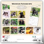 BrownTrout - Miniature Schnauzers | 2027 12 x 24 Inch (Hanging) Monthly Square Wall Calendar | Plastic-Free | BrownTrout | Animals Small Dog Breeds