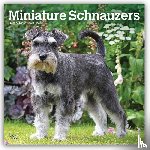 BrownTrout - Miniature Schnauzers | 2027 12 x 24 Inch (Hanging) Monthly Square Wall Calendar | Plastic-Free | BrownTrout | Animals Small Dog Breeds