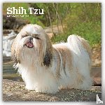 Browntrout - Shih Tzu 2027 12 X 24 Inch (Hanging) Monthly Square Wall Calendar Plastic-Free
