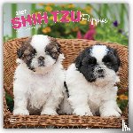 Browntrout - Shih Tzu Puppies 2027 12 X 24 Inch (Hanging) Monthly Square Wall Calendar Plastic-Free