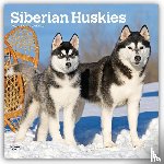 Browntrout - Siberian Huskies 2027 12 X 24 Inch (Hanging) Monthly Square Wall Calendar Plastic-Free