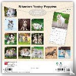 BrownTrout - Siberian Husky Puppies | 2027 12 x 24 Inch (Hanging) Monthly Square Wall Calendar | Plastic-Free | BrownTrout | Animal Dog Breeds