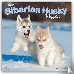 BrownTrout - Siberian Husky Puppies | 2027 12 x 24 Inch (Hanging) Monthly Square Wall Calendar | Plastic-Free | BrownTrout | Animal Dog Breeds