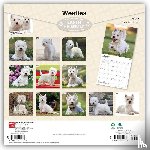 Browntrout - West Highland White Terriers 2027 12 X 24 Inch (Hanging) Monthly Square Wall Calendar Plastic-Free
