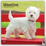 Browntrout - West Highland White Terriers 2027 12 X 24 Inch (Hanging) Monthly Square Wall Calendar Plastic-Free