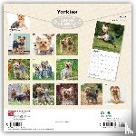 Browntrout - Yorkshire Terriers 2027 12 X 24 Inch (Hanging) Monthly Square Wall Calendar Plastic-Free