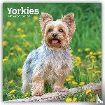 Browntrout - Yorkshire Terriers 2027 12 X 24 Inch (Hanging) Monthly Square Wall Calendar Plastic-Free