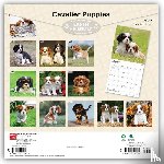 BrownTrout - Cavalier King Charles Spaniel Puppies | 2027 12 x 24 Inch (Hanging) Monthly Square Wall Calendar | Plastic-Free | BrownTrout | Animals Dog Breeds Puppy