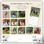 Browntrout - Cavalier King Charles Spaniels 2027 12 X 24 Inch (Hanging) Monthly Square Wall Calendar Plastic-Free