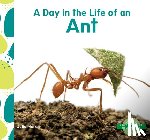 Murray, Julie - Day in the Life of an Ant