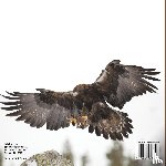 Baby - How Do Birds Fly? An Introduction to Flight - Science Book Age 7 | Children's Science & Nature Books