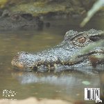 Baby - Is It An Alligator or A Crocodile? Animal Book 6 Year Old | Children's Animal Books