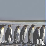 Baby - Penguins Like Warm Climates Too! Animal Books for Kids 9-12 | Children's Animal Books