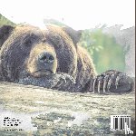 Baby - Why Do Bears Hibernate? Animal Book Grade 2 | Children's Animal Books