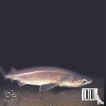 Baby - Creatures from the Darkest Depths of the Sea - Ocean Animals Book | Children's Marine Life Books