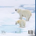 Baby - The Coldest Tundra! | Arctic & Antarctica Animal Wildlife | Children's Polar Regions Books