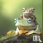Baby - Frogs, Snakes, Crocodiles and More | Amphibians And Reptiles for Kids | Children's Reptile & Amphibian Books