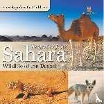 Baby - Animals of the Sahara | Wildlife of the Desert | Encyclopedias for Children
