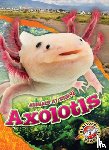 Grack, Rachel - Axolotls