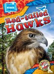 Bowman, Chris - Red-Tailed Hawks