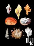 García, Emilio F. - Catalogue of selected seashells from the Emilio F. García collection. And other stories.