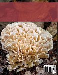 Goodman, Anthoni M - Edible Wild Mushroom Foraging and Identification