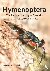 Hymenoptera - The Natural H...
