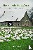 Return of the Snow Goose