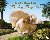 A Guinea Pig Pride  Prejudice