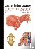 Atlas of Feline Anatomy For...