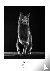 Cats schwarz-weiss Kalender...