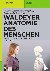 Waldeyer - Anatomie des Men...