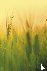 Agricultural Microbiology