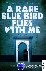 A Rare Blue Bird Flies with...