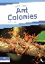 Lilley, Matt - Ant Colonies